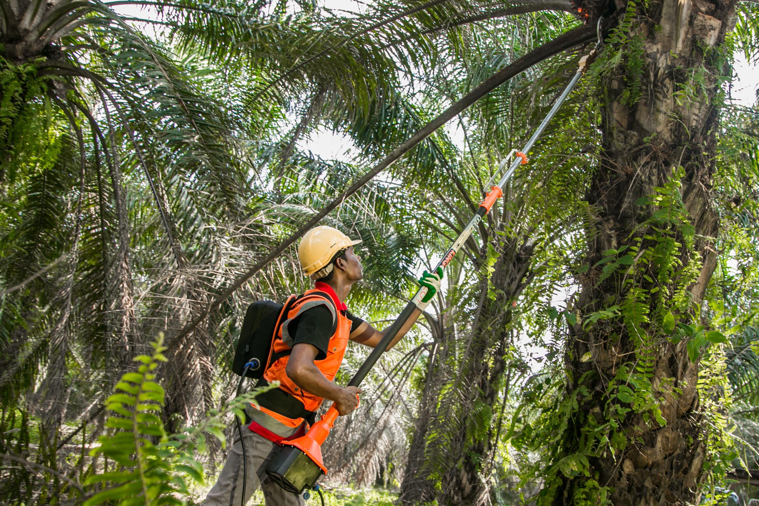 KINGOYA Enterprise – A Story of Innovation, Partnership and a Passion for Plantations