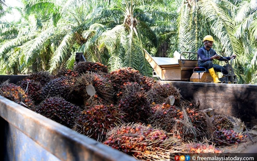 Labour Shortage Cost Palm Oil Sector